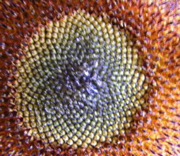 Fibonacci